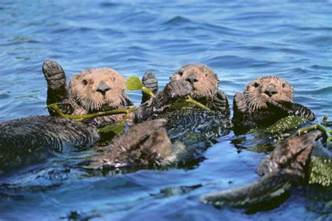 Sea Otter Facts