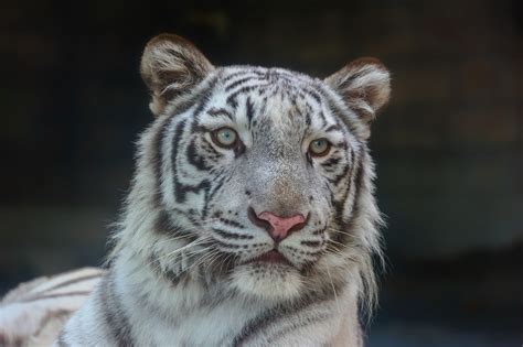 White Tiger Tiger Wild Cat Carnivore Muzzle Portrait Wallpapers