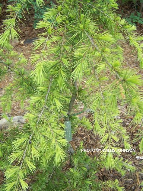 Buy Cedrus Deodara Gold Cone Golden Himalayan Cedar Mr Maple │ Buy