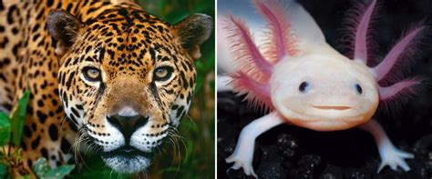 En peligro de extinción, salvajes, mamíferos, marinos, peligrosos, domésticos, vertebrados. Animales mexicanos en peligro de extinción | Portal ...