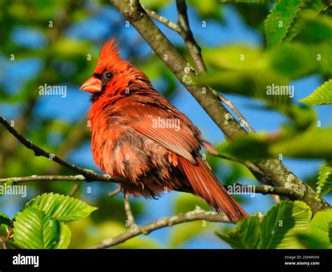 Northern Cardinal Red Bird Facing Sideways With Head Feather Crest Up
