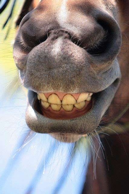Smile Smiiiiil Smiling Animals Funny Horses Horse Smiling