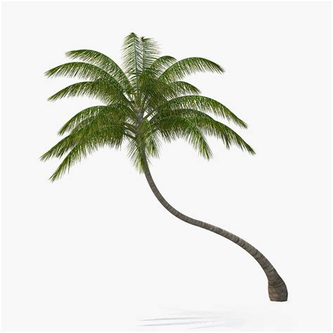 Tropical Palm Tree 3d Model 29 Blend C4d Fbx Ma Max Obj 3ds