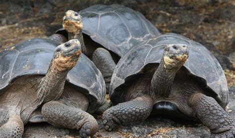 14 Unique Animals of the Galapagos Islands | Baby tortoise, Galapagos