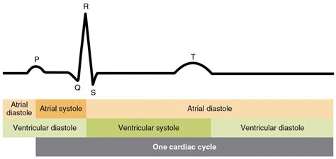Cardiac Cycle Bio Human Biology