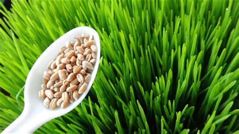 How To Grow Wheatgrass At Home Cheap And Easy Method Youtube