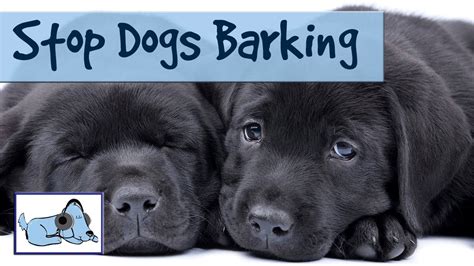 Be sure there are no physical or psychological issues causing the behavior. How to Stop Dogs Barking - Help Stop Your Dog From Barking ...