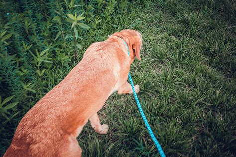 5 Tips For Walking Your Dog In The Rain Adventuredogs