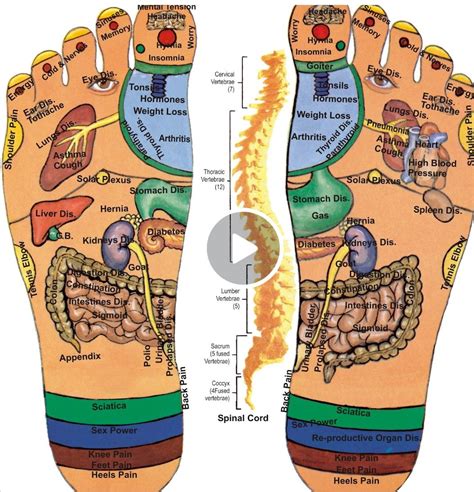 Body trigeminal massage wood foot massager reflexology wooden spa therapy tools. Pin by Samantha Goff on Healthy tips | Foot reflexology ...