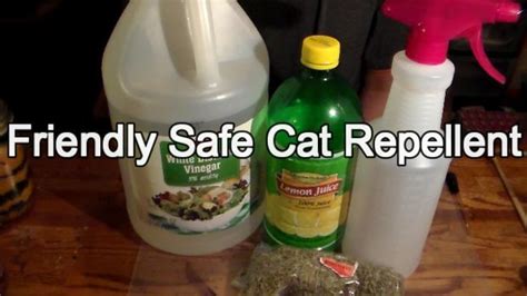 This article will cover natural indoor and outdoor deterrents for every scenario where cats are causing trouble. Friendly (but Effective) Cat Repellent | Cat repellant ...