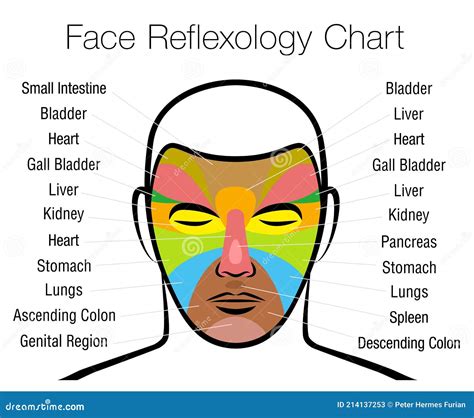 Face Reflexology Chart Mapping Massage Areas Internal Organs Body Parts Stock Vector