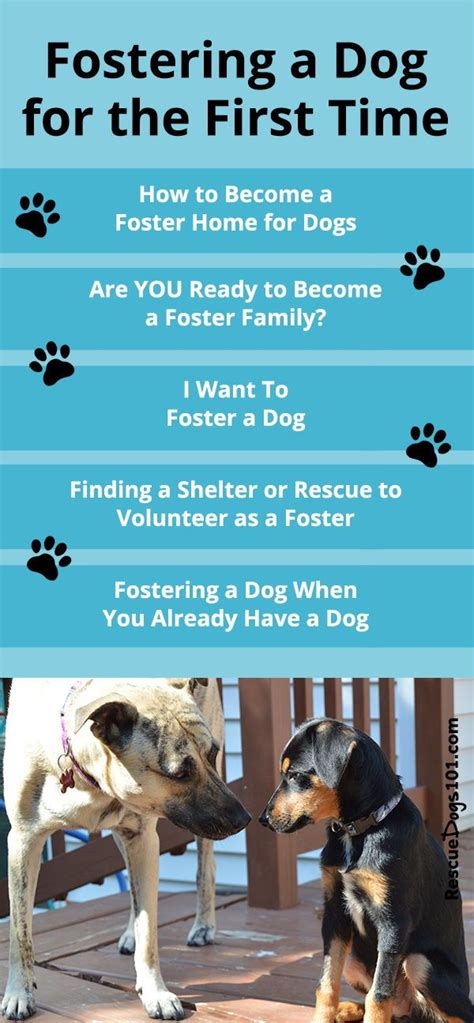 Foster dogs is the leading organization in creating positive, inclusive foster communities by providing support, experience, and innovative programs. Fostering Dog Near Me