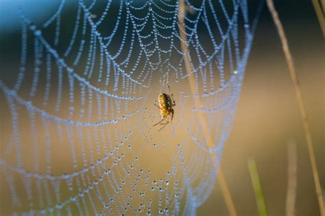 Spider Silk 101 Whats It Made Of And How Strong Is It Earth Life