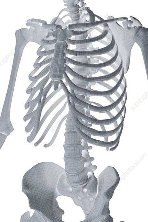 Bones Of The Torso Artwork Stock Image C0201226 Science Photo