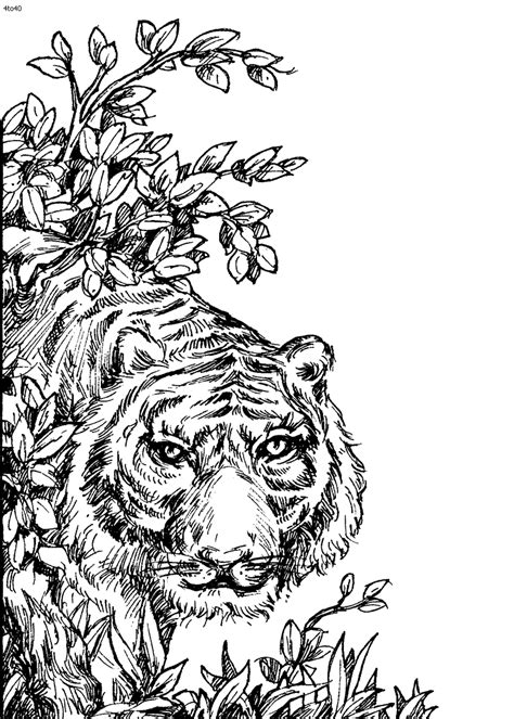We draw animals for colouring almost daily. Pin on Adult Coloring Pages