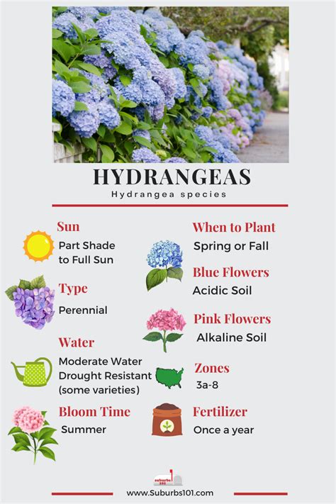 Lazy Gardeners Guide How To Grow Hydrangeas Infographic Suburbs 101