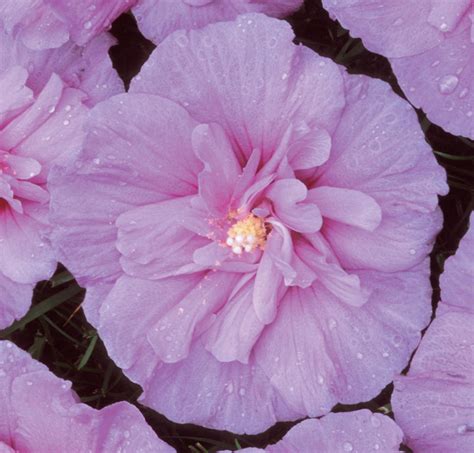Lavender Chiffon™ Hibiscus Syriacus Proven Winners