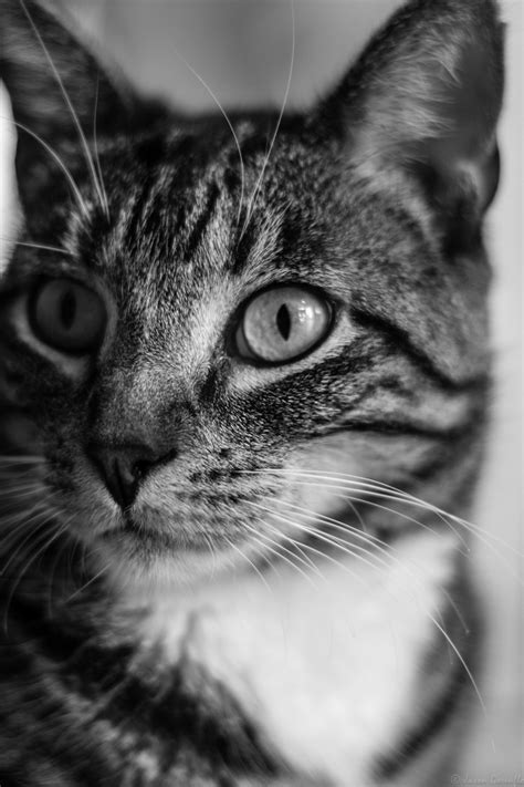 One of the catergories this month is black & blue and thought your kitten would be perfect. Free Images : black and white, hair, animal, love, pet ...
