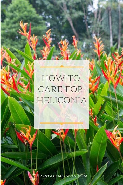 How To Care For Heliconia Crystal L Mccann Heliconia Plant