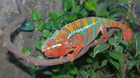 Free Images : pardalis, ambilobe, panther, common chameleon, scaled