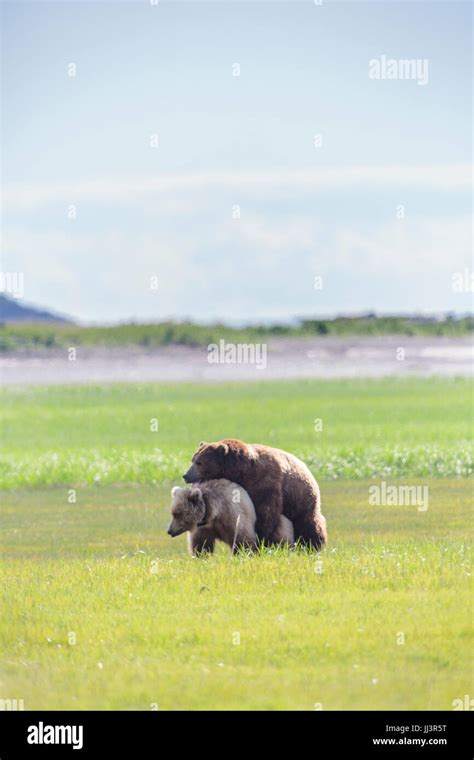 Mating Bears Grizzly Brown Bear Hallo Bay Katmai Nationalpark