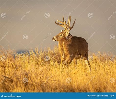 Whitetail Deer Buck Checks For Danger While Moving Through Field Stock