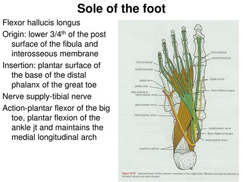 Ppt Sole Of The Foot Powerpoint Presentation Free Download Id3033559