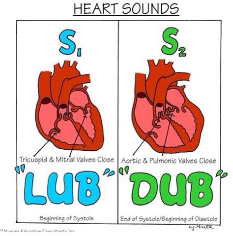 Heart Sounds Lub Dub Nursing Mnemonics Nurse Nursing School Survival