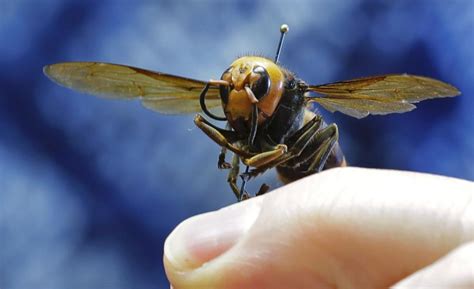 Washington Discovers First Murder Hornet Nest Of 2021