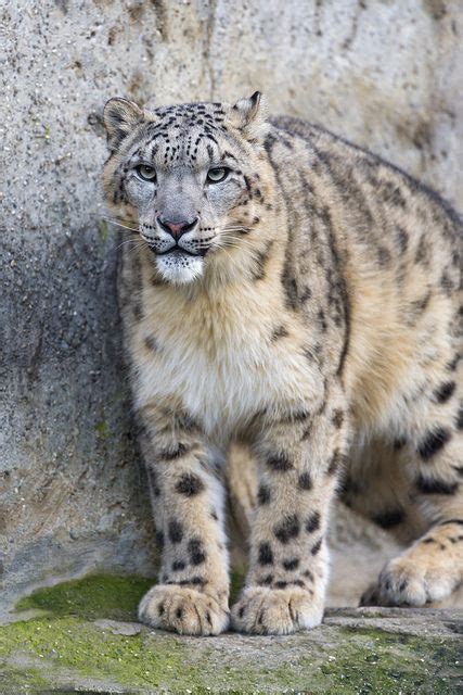Attentive Snow Leopard Snow Leopard Wild Cats Animals Beautiful
