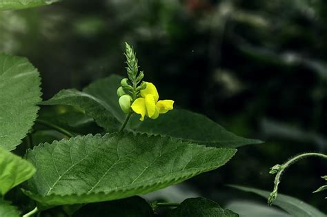 They need little maintenance and make colorful, hearty houseplants. Classroom Project: 10 Easy Growing Beans For A Science ...