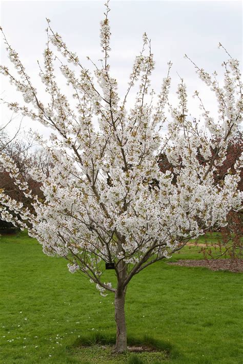 Trees And Plants White Cherry Blossoms Trees