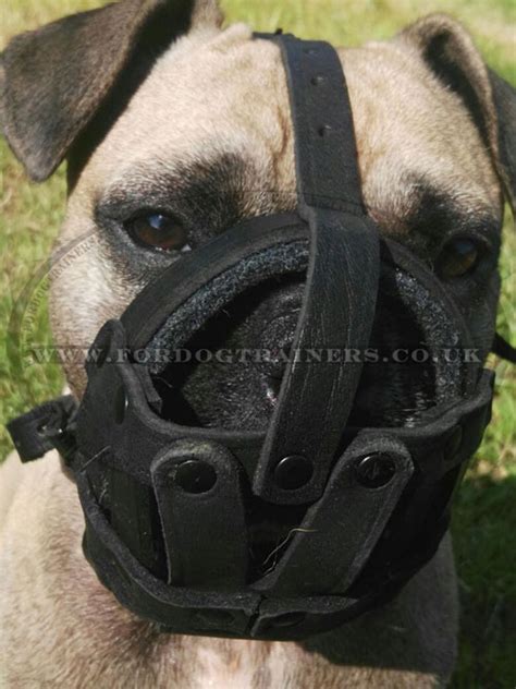 .muzzle, american bulldog leather muzzle this handmade dog muzzle is intended for boxer but should also fit english bulldog and american bulldog. Light Leather Dog Muzzle UK Bestseller for All Dog Breeds ...