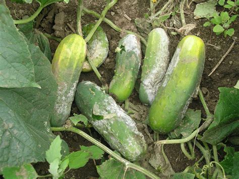 Controlling Phytophthora And Downy Mildew In Cucumbers Growing Produce