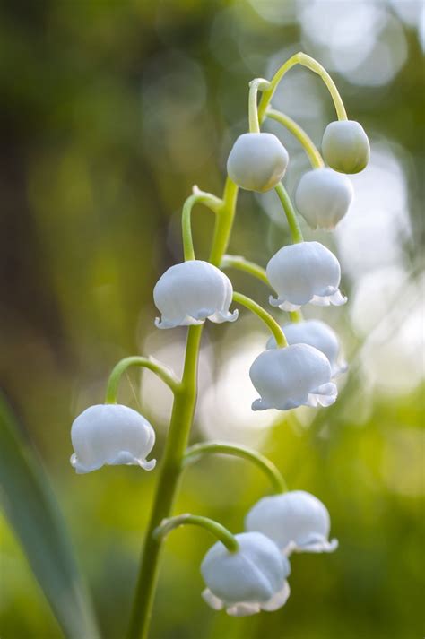 Free Lily Of The Valley 2 Stock Photo