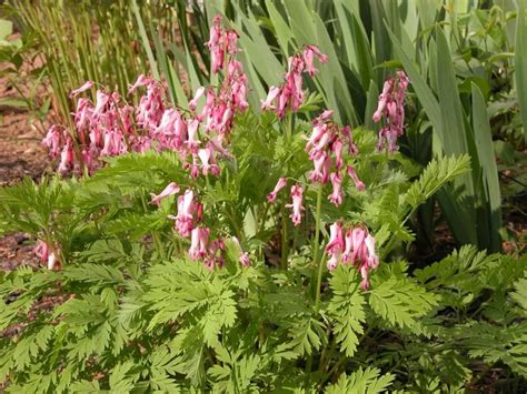 With the right flowers, any backyard perennial garden can be beautiful. How to Design a Garden for Partial Shade | Long blooming ...