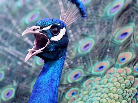 Peacock Photo By Janice Wei — National Geographic Your Shot Peacock