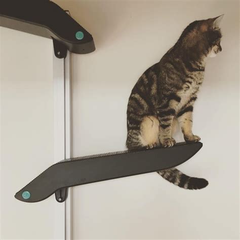 catipilla a cat climbing frame designed for cats design you trust