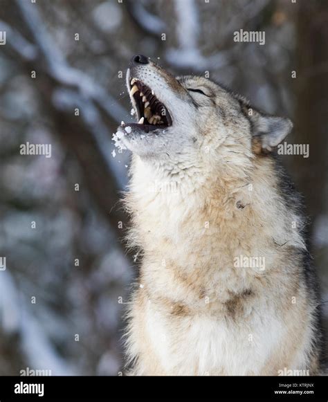 Grey Wolf Howling Hi Res Stock Photography And Images Alamy