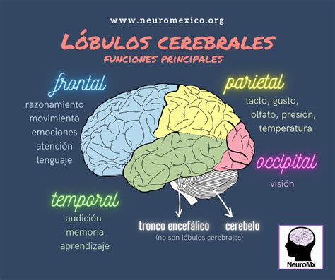 Hemisferios Cerebrales Y Sus Funciones