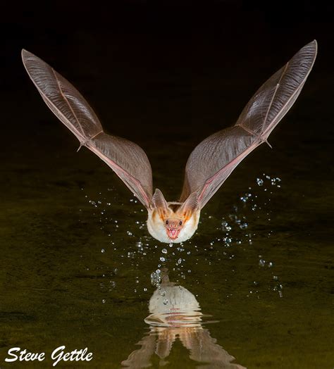 High Speed Photography Pallid Bat Getting A Drink Steve Gettle Nature