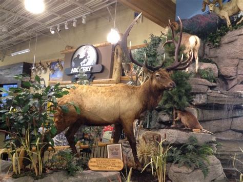 Cabelas Roosevelt Elk Worlds Record For Antler Size Picture Of