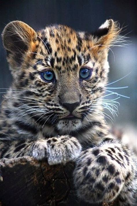 352 Best Animals Big Cats Images On Pinterest