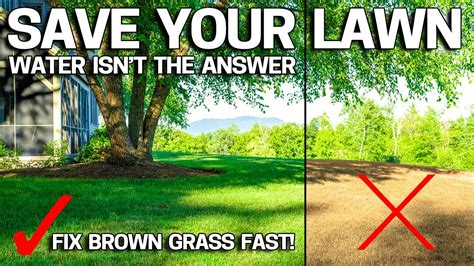 Why Your Lawn Is Turning Brown And Its Not Water Youtube