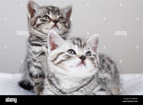 British Shorthair Silver Spotted Kitten Hi Res Stock Photography And