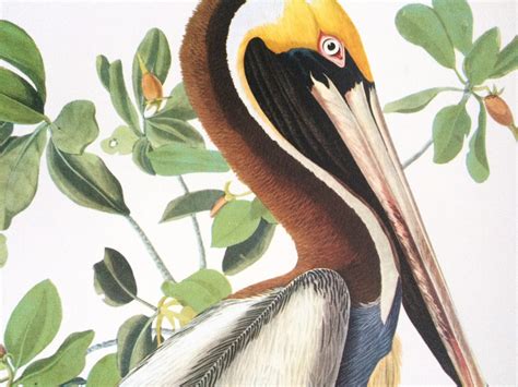 Brown Pelican Large Original Vintage 1964 Audubon Print 14 X 17 Inches