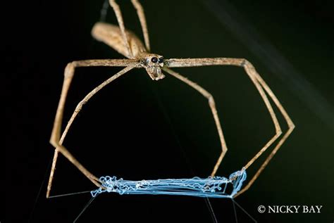 The Most Beautifully Terrifying Spiders You Never Knew Existed Mirror