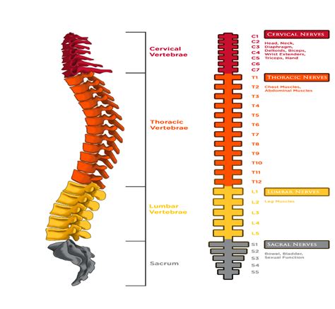 A distributed backbone is a backbone network that consists of a number of connectivity devices connected to a series of. Diagram Of Common Back Bone Break / Strategies To Help Heal Your Broken Bones Direct Orthopedic ...