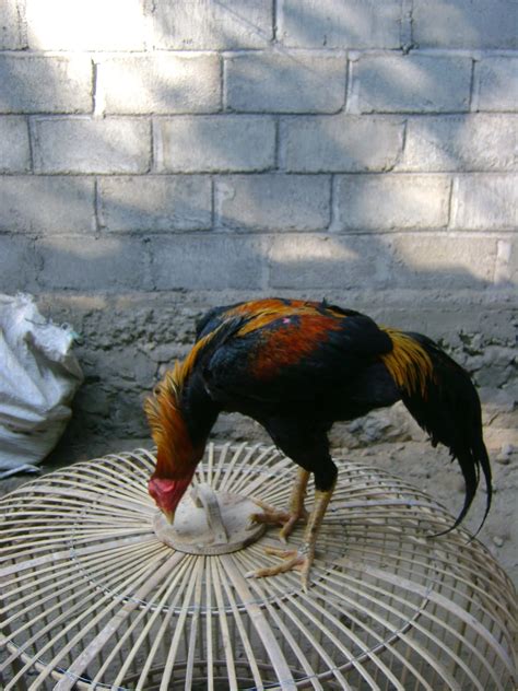 Peternakan Ayam Bangkok mBah Jendro di Dusun Terung ...