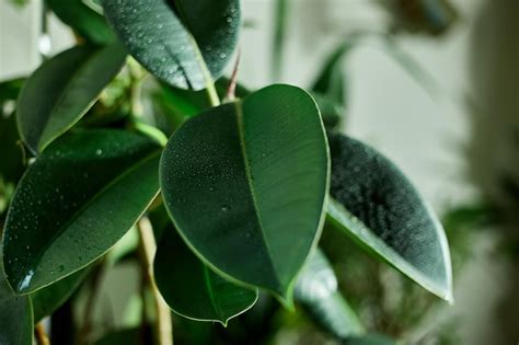 Premium Photo Close Up Home Plant Rubber Plant Or Ficus Elastica Wit Water Drop Home Plants
